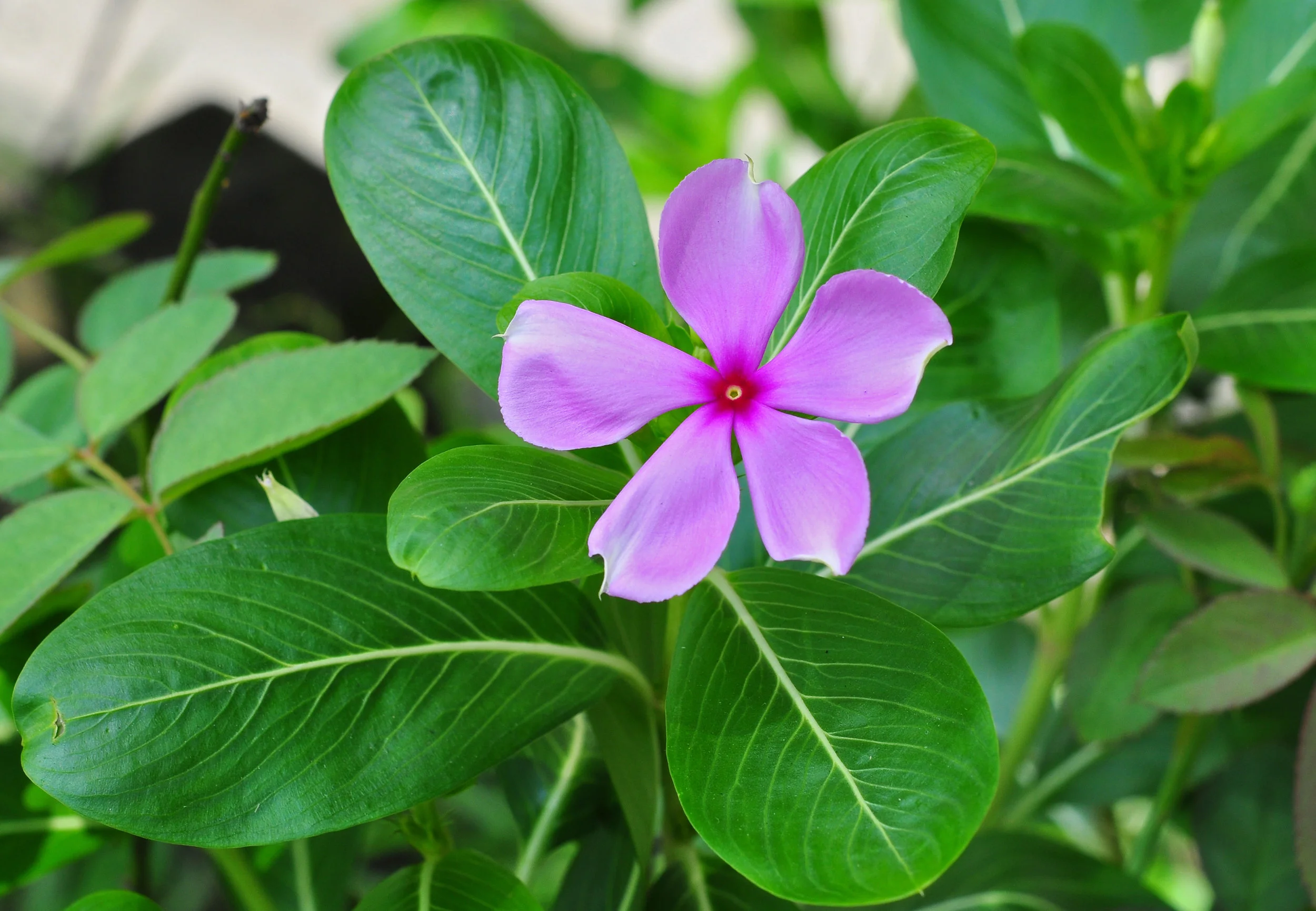 <p><strong>Common Name</strong>: Madagascar periwinkle</p><p><strong>Parts Used</strong>: Stem, leaves</p><p><strong>Use/s</strong>: <strong>Anti-cancer</strong>, hypoglycemic, emetic</p><p class="has-focus"><strong>Major Metabolites</strong>: <strong>Vincristine, vinblastine (alkaloids)</strong></p>