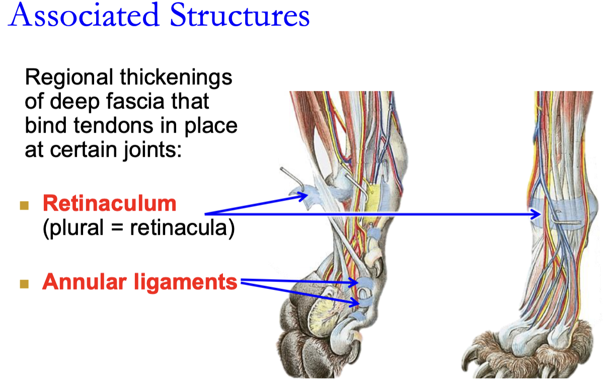 <p>annular maintain ligament in position</p>