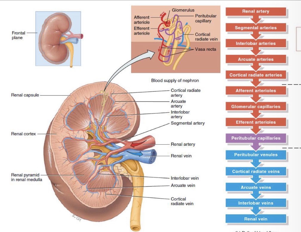 <p>Afferent arterioles → Glomerular capillaries → Efferent arterioles → Peritubular capillaries</p>