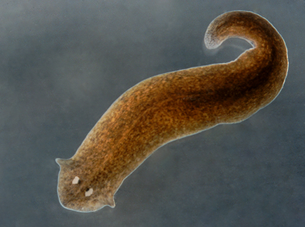 <p>flat worms…no body cavity. </p>