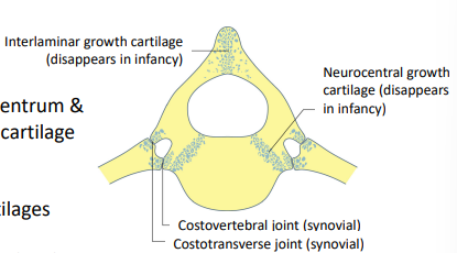 <p>Primary ossification centres (centrum & neural arch) still separated by cartilage growth plates: </p><p>• Interlaminar cartilage </p><p>• Paired neurocentral cartilages</p>