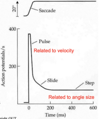 <p>What determines duration of saccade?</p>