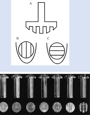 <p>-focus on spatial sensivity (even though there are 4 LTMS)</p><p>-<span style="font-family: Calibri;">JVP Domes – used to assess tactile spatial resolution</span></p><p><span style="font-family: Calibri;">-Analogous to grating discrimination in vision</span></p><p><span style="font-family: Calibri;">-Domes placed either ‘along’ or ‘across’ glabrous fingertip</span></p><p><span style="font-family: Calibri;">-Less prone to bias than 2 point discrimination</span></p>