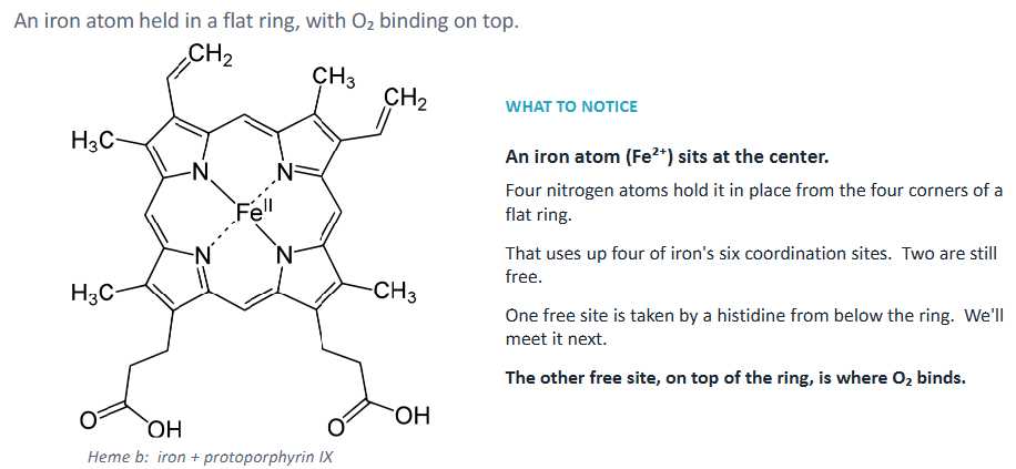 <p><strong>Heme group</strong> = ring-shaped iron-containing molecule that binds O<sub>2</sub></p><p><strong>Protein</strong> = folded around heme group</p><p><strong>Prosthetic group</strong> = non-protein molecule permanently attached to protein → essential for protein’s function</p><p><strong>Fe</strong> = <u>6 coordination sites</u> → 4 occupied by N → 2 free sites</p><ul><li><p><u>Top site</u> = <strong>O<sub>2</sub> binding site</strong></p></li><li><p><u>Bottom site</u> = <strong>Histidine from protein chain</strong></p></li></ul><p></p>