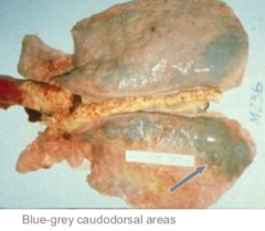 <p>Where is exercise induced pulmonary hemorrhage seen in horses on histopathology?</p>