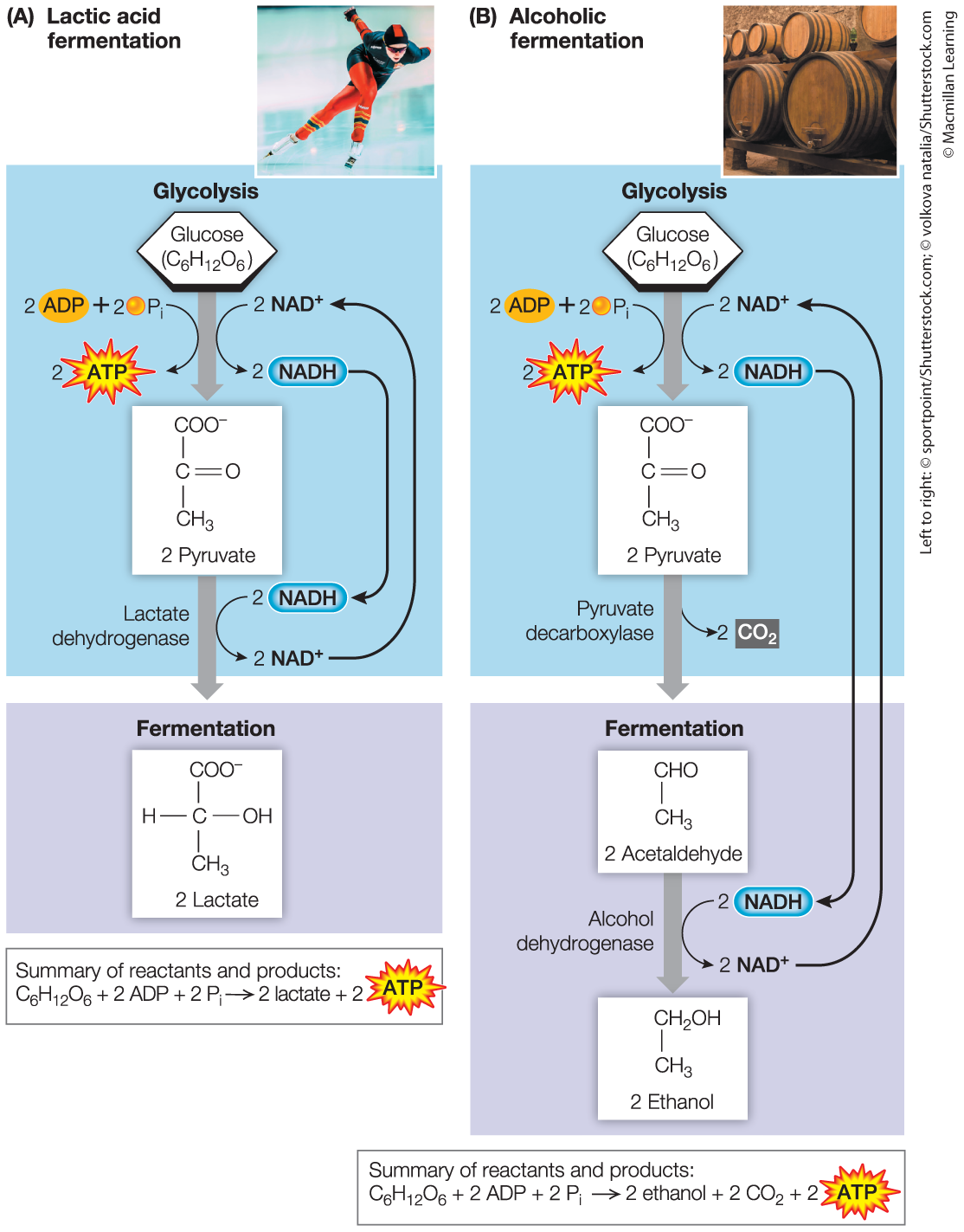 <p>Lactic acid fermentation</p>