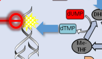 <p>inhibit DNA gyrase, allowing for the DNA to break from increased tension.</p><p>inhibit bacterial DNA synthesis by targeting two key enzymes: <strong>DNA gyrase</strong> (Topoisomerase II) and <strong>Topoisomerase IV</strong>. During replication, DNA helicase unwinds the double helix, which creates intense "supercoiling" or physical tension further down the strand. DNA gyrase normally travels ahead of the replication fork to cut, rotate, and reseal the DNA to relieve this stress. These drugs bind to these enzyme-DNA complexes, locking them in place and preventing the DNA from being resealed. This results in permanent double-stranded breaks and massive tension that causes the DNA to snap, leading to rapid bacterial cell death.</p>