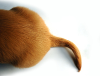 <p>refers to <mark>the flexible, elongated appendage extending from the rear of an animal's body</mark>. Broadly, it can mean the hindmost, last, or bottom part of virtually anything (such as a shirt, a line of people, or an aircraft)</p>