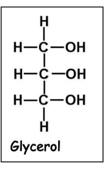 <ul><li><p><span>Fats and oils are both examples of lipids, a class of compound produced by living organisms</span></p></li><li><p><span>They are both large non-polar molecules called triglycerides</span></p></li><li><p><span>Fats are solid at room temperature, while oils are liquids at room temperature</span></p></li><li><p><span>Fats are generally animal derived saturated triglycerides, while oils are generally plant derived unsaturated triglycerides</span></p></li><li><p><span>Fats and oils are important reactants for organic synthesis processes such as soap and biodiesel production, in addition to their uses in the food industry</span></p></li></ul><p></p>