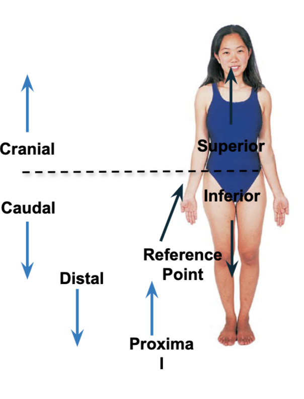 <p>Inferior </p>