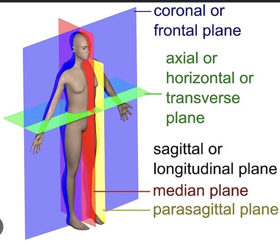 <p>The midsagittal plane is a vertical slice down the very center of the body.</p>