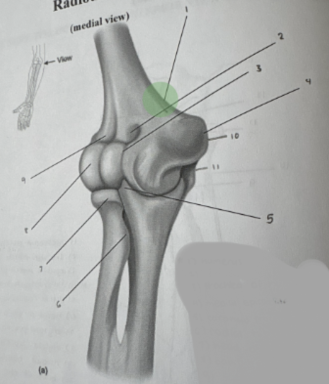 term image