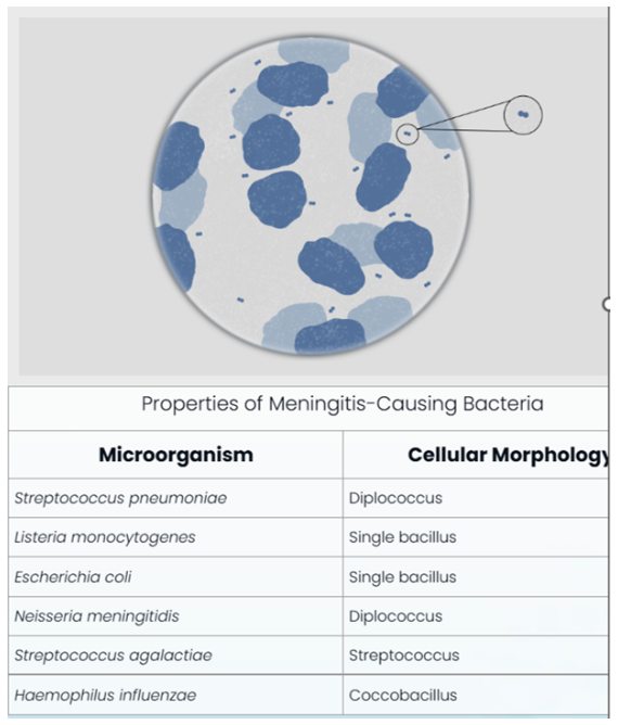 <p><span>Based on the CSF micrograph shown and the informational table provided, which pathoge(s) are a possible cause of Liliana's illness? </span><strong><em>Select all that apply.</em></strong></p>