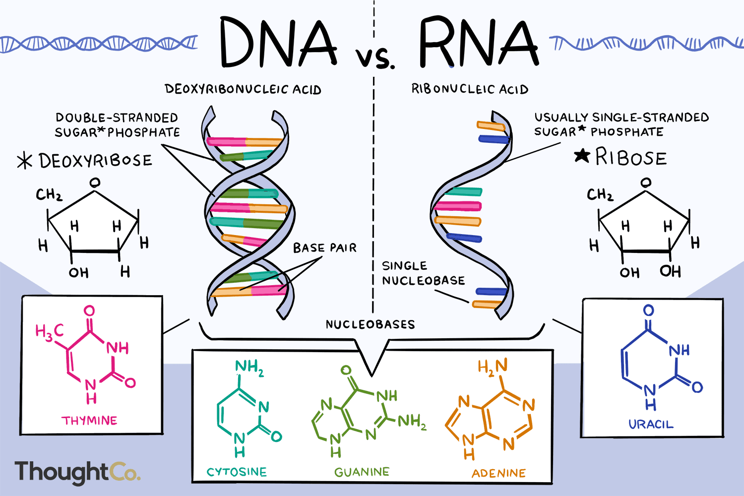 <ol><li><p><strong>DNA</strong>: double-stranded helix, contains deoxyribose sugar, contains thymine, only located in nucleus, and is only modified if mutations occur</p></li><li><p><strong>RNA</strong>: single-stranded, contains ribose sugar, contains uracil, not confined to nucleus, and undergoes significant processing/modification</p></li></ol><p></p>