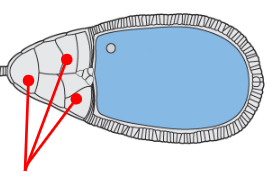 <p>Care and provide for the oocyte progenitor, transcribing various maternal mRNAs that will later be moved to the oocyte progenitor</p><p></p>