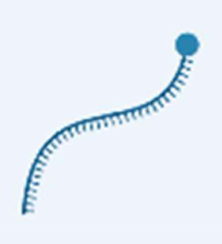 <p>encodes proteins</p><p>75-3000 nucleotides in length </p><p>25% of total RNA </p><p>relays the code for a protein from DNA to the protein production site </p>