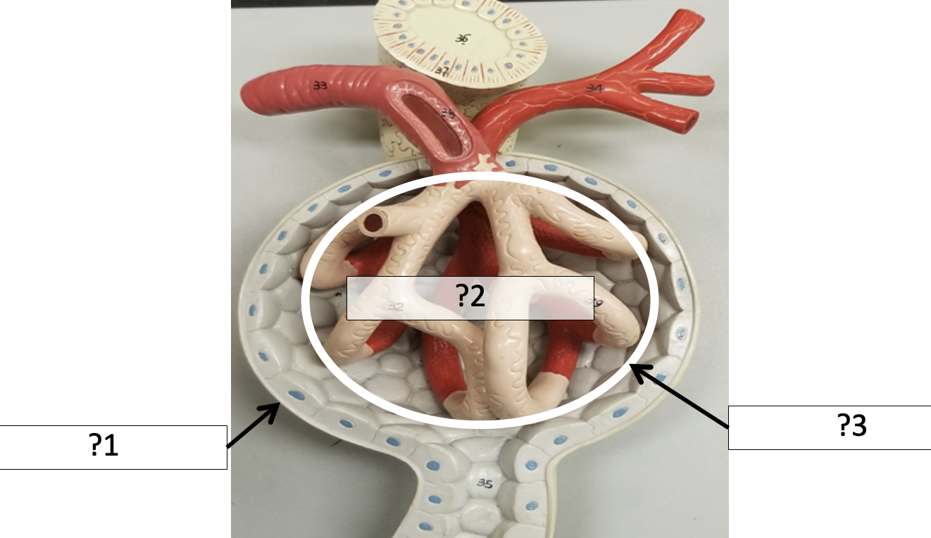 <p>1 Name the layer?</p>