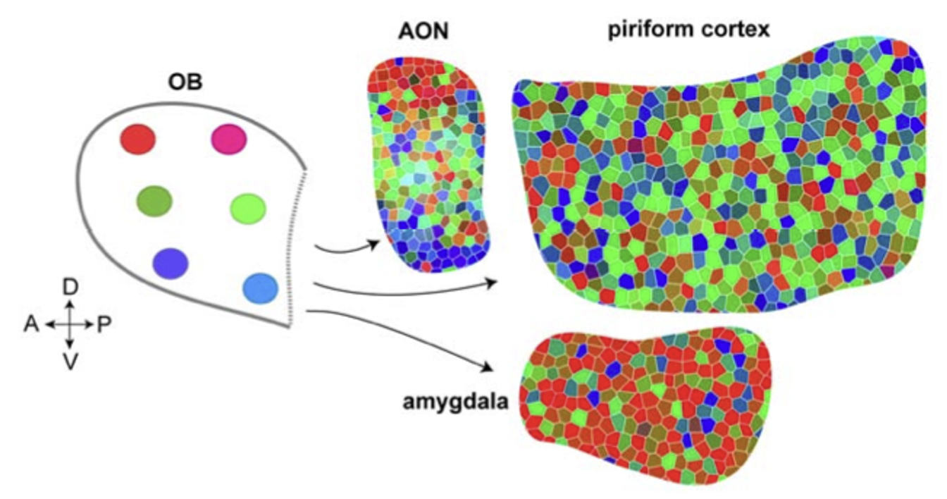 <ul><li><p><strong>AON:</strong> topographic organization → preserves spatial relationships, AON in 1 hemisphere sends axons to contralateral AON + OB.</p></li><li><p><strong>Piriform cortex:</strong> widely overlapping input from all regions of OB → integrates inputs from many glomeruli (no map)</p></li><li><p><strong>Amygdala:</strong> linked to animal’s stereotypical response to predators + other dangers (ex. contaminated food, decaying flesh)</p></li></ul><p></p>