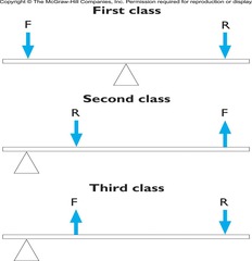 <p>First class (effort and load on opposite sides of the axis), second class (load between effort and axis), and third class (effort between load and axis).</p>
