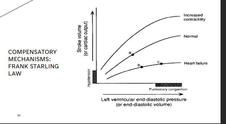 <p>COMPENSATORY MECHANISMS: FRANK STARLING LAW</p><p>increase in what leads to stronger ____ and greater ____</p>