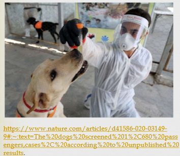 <p><span>Trial took place in the airport of Lebanon. The dogs screened 1,680 passengers and found 158 COVID-19 cases that were confirmed by PCR tests. The animals correctly identified negative results with 100% accuracy, and correctly detected 92% of positive cases, according to unpublished results</span></p>