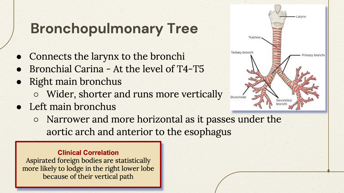 <p>The left main bronchus is narrower and more horizontal. </p><p></p>