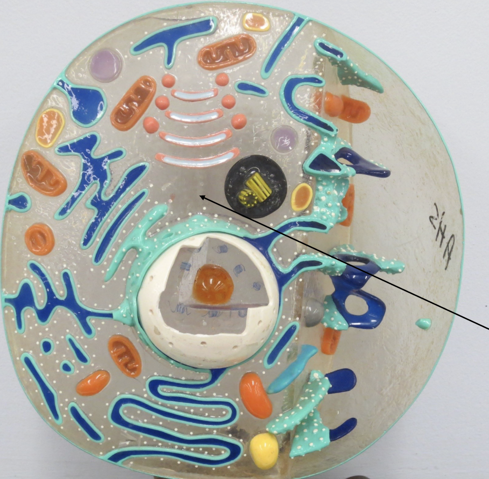 <p>What Organelle is this ?</p>