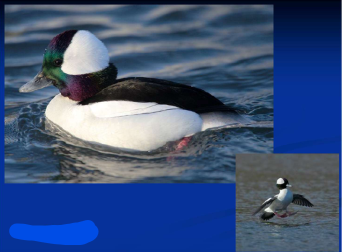 <p>Order Anseriformes<br>Family Anatidae<br>Subfamily Anatinae [Mergini; “sea”]<br>Bufflehead</p>