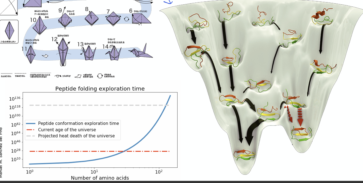 <p><span>Plantea que el número potencial de orientaciones espaciales posibles para una cadena polipeptídica es astronómicamente grande, por lo que <strong>las proteínas no pueden plegarse mediante la exploración aleatoria de todas sus conformaciones posibles</strong></span></p><ul><li><p><strong>Cálculo:</strong></p><ul><li><p><span>Para un péptido de solo 100 aminoácidos existen 99 enlaces peptídicos</span></p></li><li><p><span>Si cada enlace tiene 3 conformaciones posibles según los ángulos diedros φ y Ψ, el sistema dispone de </span><span style="line-height: 1.15;">3<sup>198</sup> conformaciones espaciales totales</span></p></li><li><p><span>Incluso a una velocidad de interconversión de </span><span style="line-height: 1.15;">10<sup>-13 </sup>s</span><span> por conformación, la proteína requeriría </span><span style="line-height: 1.15;"><strong>3.4 × 10<sup>76</sup> años para muestrearlas todas (tiempo que supera de forma desmesurada la edad actual del universo)</strong></span></p></li></ul></li></ul><p></p>