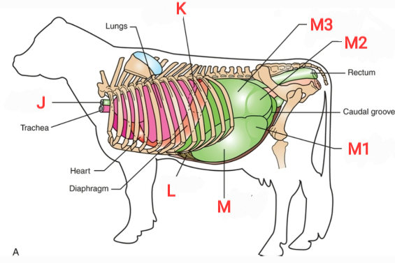 <p>Bovine Gut Structures </p><p><strong>L</strong></p>