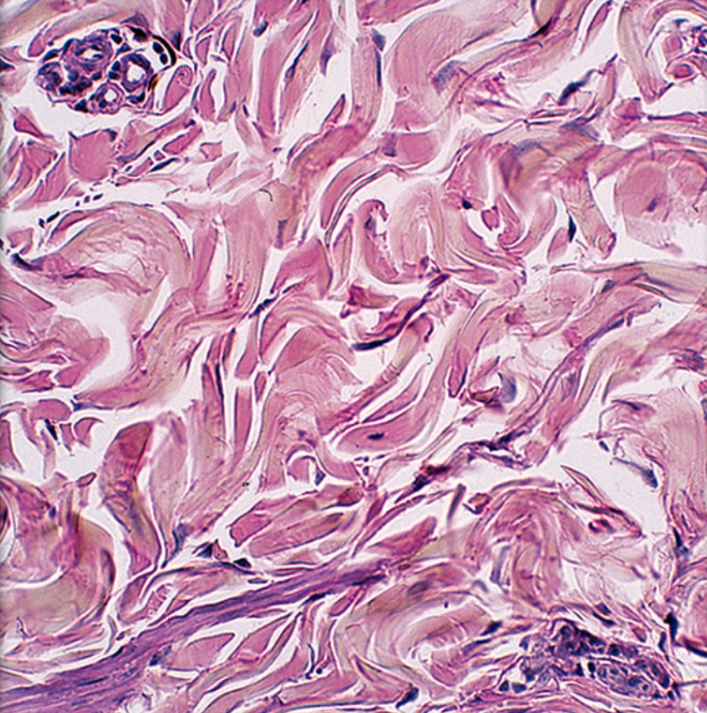 <p>ID Tissue (be specific)</p>