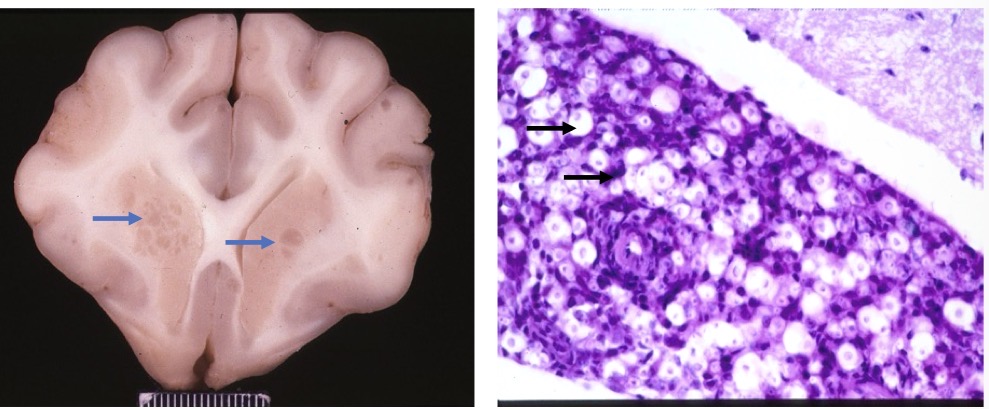 <p>Lesion in this cat + cause</p>