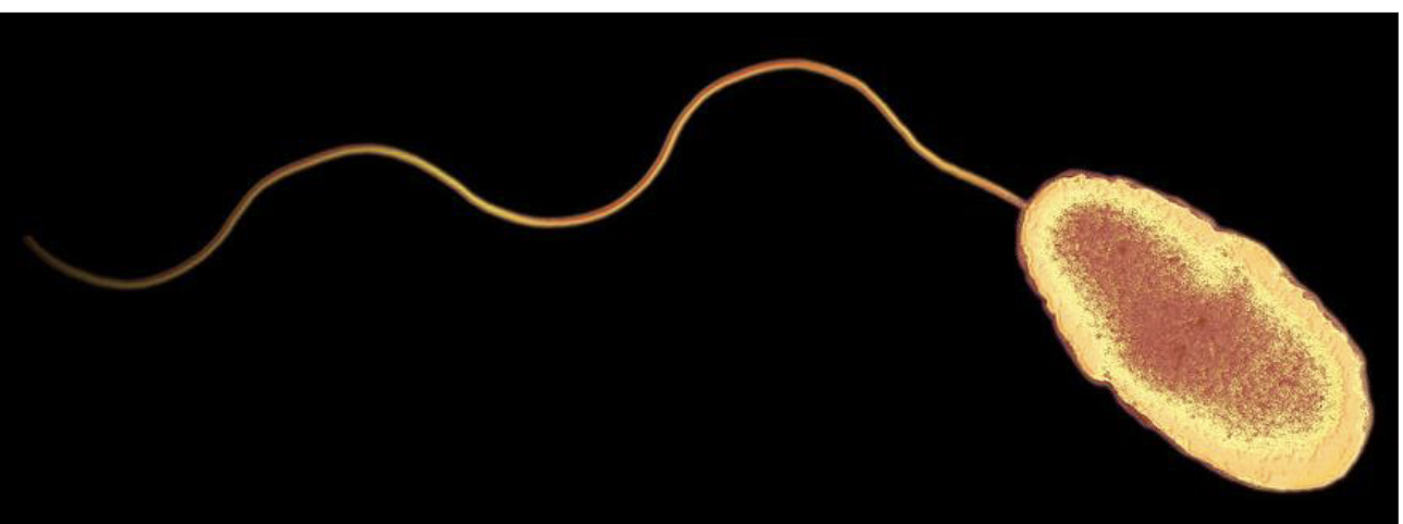 <p>- same as bacteria cell model</p><p>EX: pseudomonas flagella</p>