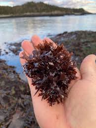 <p>Irish Moss</p>