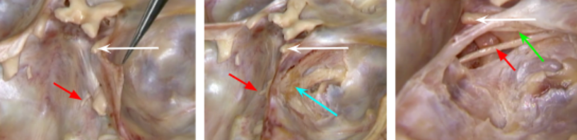 <p>White: </p><p>Green: </p><p>Red: </p><p>Blue: </p><p></p>