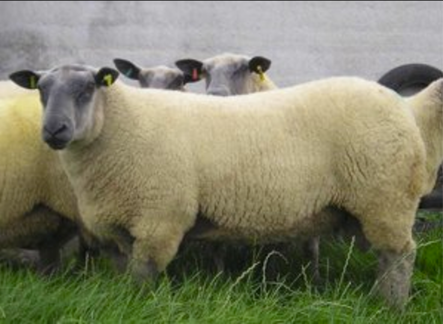 <p>benoem het schappenras op de afbeelding</p>