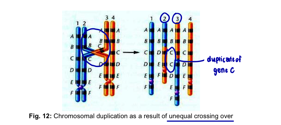 <ol start="2"><li><p><mark data-color="purple" style="background-color: purple; color: inherit;">Duplication</mark></p></li></ol><ul><li><p>when any part of the genetic material is present more than once in the genome —> duplication</p></li><li><p>can arise as a result of <u>unequal crossing over </u>between synapses chromosomes during meiosis or through a replication error prior to meiosis</p></li><li><p>in the former case, both duplication and deletion are produced</p></li><li><p>effects of duplications - <strong>gene redundancy</strong>, <strong>phenotypic variations</strong></p></li><li><p>in addition, duplications have also been deemed as an important source of genetic variation during evolution</p></li></ul><p></p>