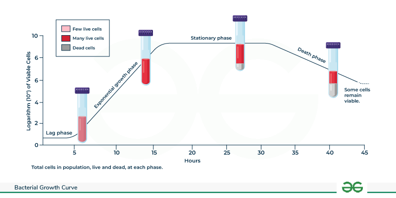 <p>The phase of bacterial growth where the number of new cells produced equals the number of cells dying, resulting in a plateau.</p>