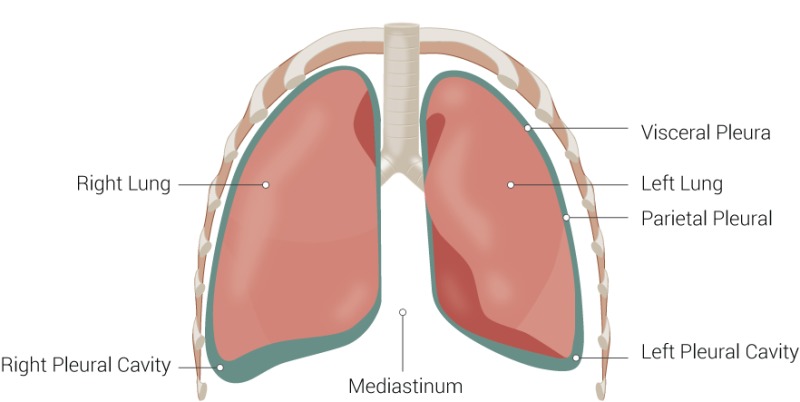 <p><span>create a frictionless, fluid-filled pleural cavity that allows for smooth lung movement</span></p>