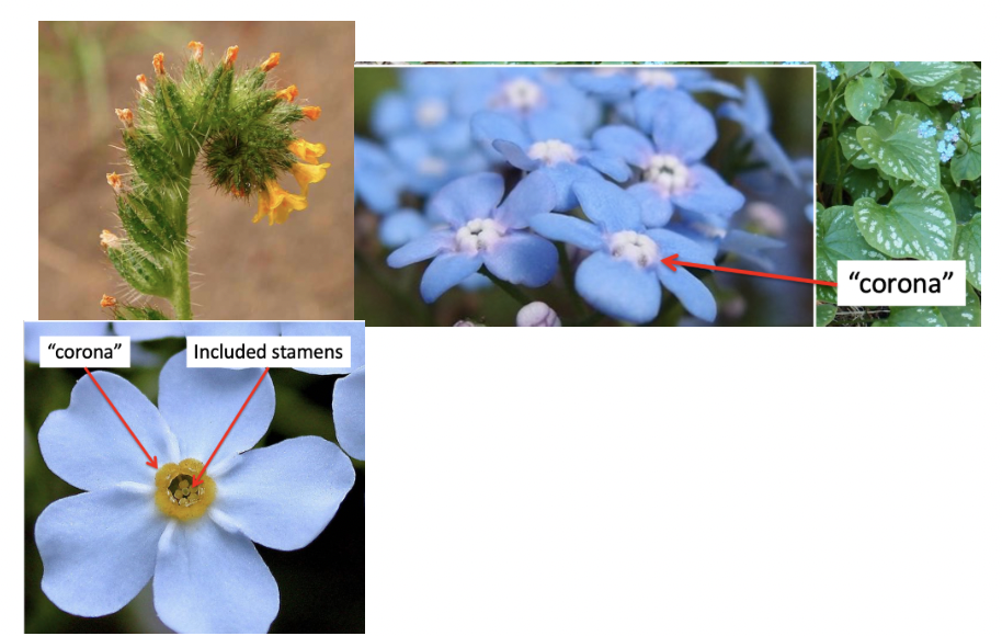 <p>Boraginaceae</p>
