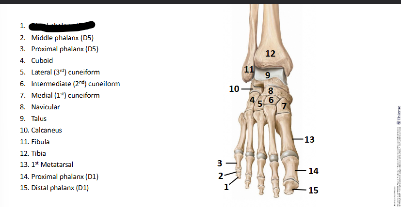 <p>What bone landmark of <strong>Foot?</strong></p>