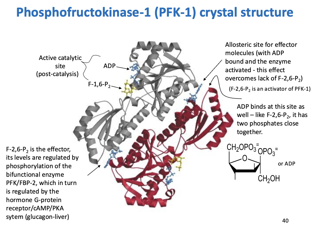 <p><strong>Enzyme:</strong> PFK-1 – catalyzes <strong>F6P → F1,6-bisphosphate</strong> (first committed step of glycolysis)</p><p><strong>Regulatory Highlights:</strong></p><ol><li><p><strong>Allosteric Regulation by F-2,6-bisphosphate (F-2,6-P2):</strong></p><ul><li><p>Activator of PFK-1</p></li><li><p>Levels controlled by <strong>PFK/FBP-2 bifunctional enzyme</strong></p></li><li><p>PFK/FBP-2 regulated via <strong>glucagon → G-protein/cAMP/PKA</strong> signaling in liver</p></li></ul></li><li><p><strong>Allosteric Site for ADP:</strong></p><ul><li><p>ADP can also bind here</p></li><li><p>Mimics effect of F-2,6-P2 (two phosphates close together)</p></li><li><p>Helps <strong>activate PFK-1</strong> when F-2,6-P2 is low</p></li></ul></li><li><p><strong>Active Catalytic Site:</strong></p><ul><li><p>Where F6P binds and is phosphorylated</p></li></ul></li></ol><p><strong>Takeaway:</strong></p><ul><li><p><strong>PFK-1 integrates energy signals:</strong></p><ul><li><p>High F-2,6-P2 → glycolysis ON</p></li><li><p>High ATP → glycolysis OFF (not in this slide but important)</p></li><li><p>ADP can override low F-2,6-P2 to ensure energy production</p></li></ul></li></ul><p></p>