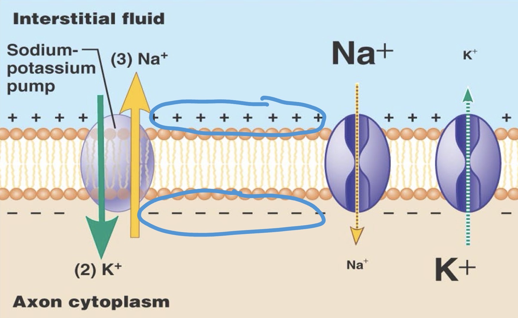 <p>The charge <span><span>difference in electrical charge between the inside and outside of a cell.</span></span></p>