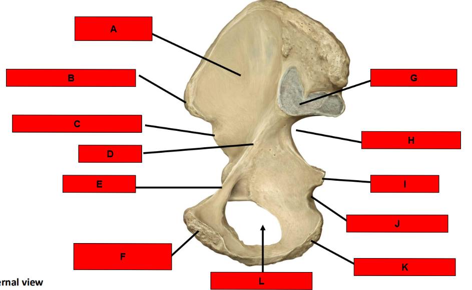 <p>What is indicated by L?</p>