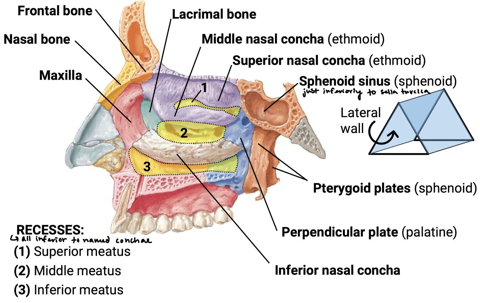 knowt flashcard image