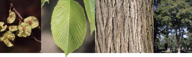 <p>Identify this tree:</p>