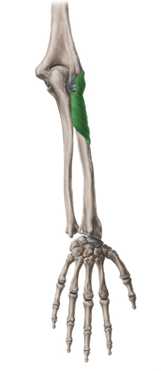 <p>supinator</p>