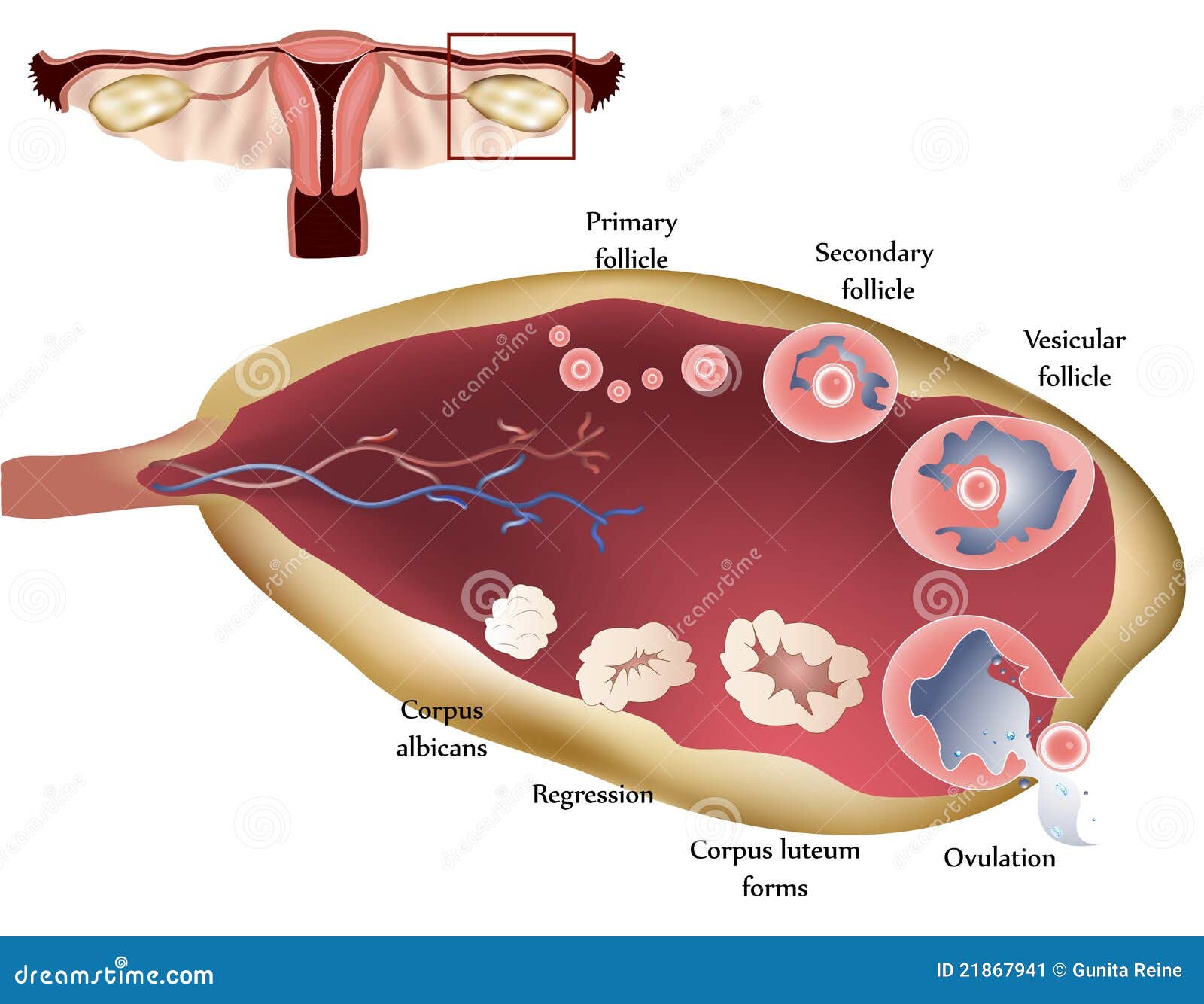 <p><strong>Ovaries</strong></p>