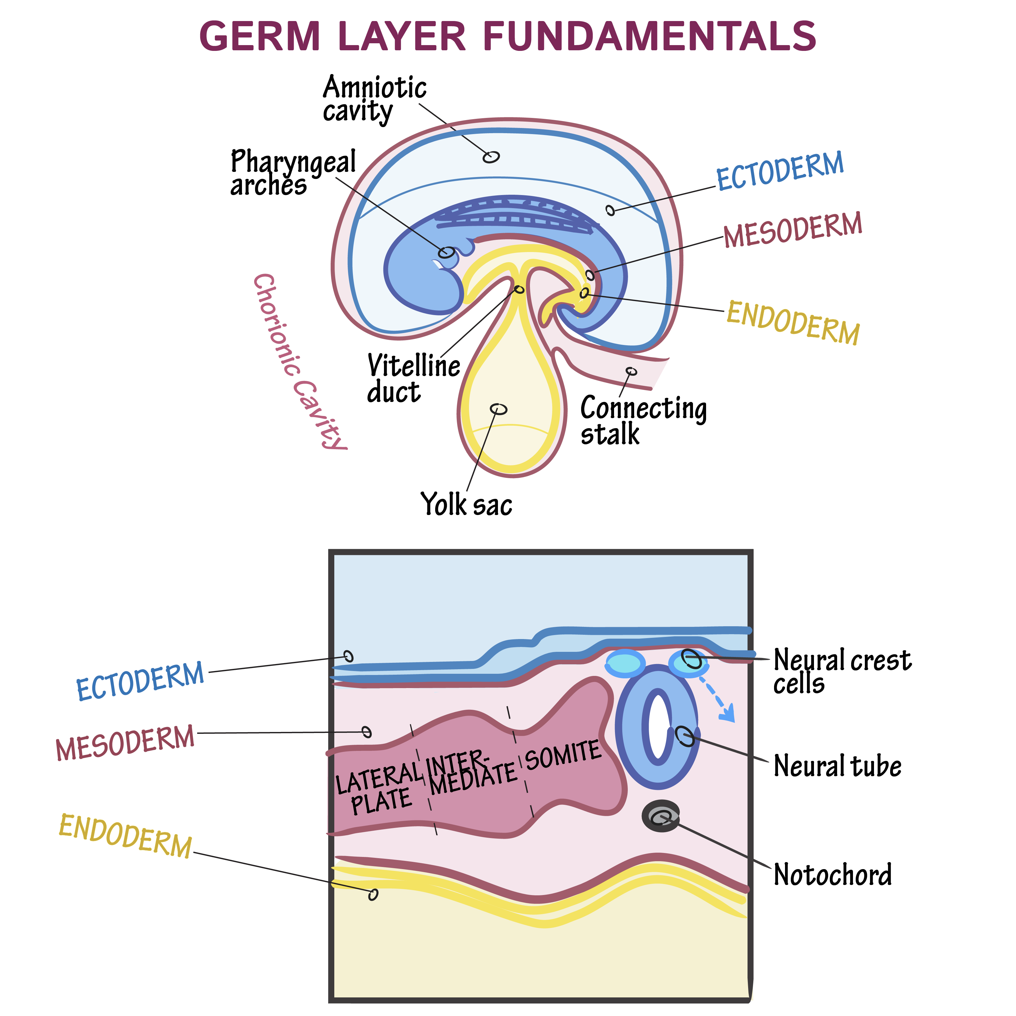 <ul><li><p>epidermis of the skin, hair, nails, sweat and mammary glands </p></li><li><p>half of the pituritary gland and tooth enamel</p></li><li><p>membranous structure of the inner ear</p></li><li><p>lens of the eye </p></li></ul><p></p>
