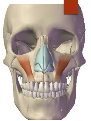 <p>Levator Labii Superioris: Origin </p>